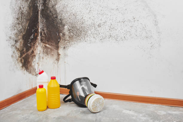 Best Emergency Mold Removal  in Evansdale, IA
