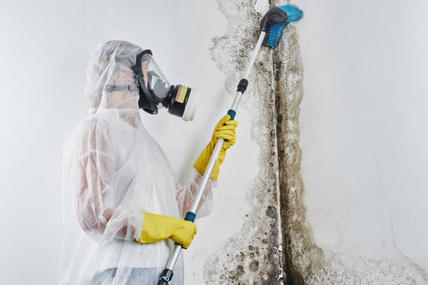 Professional Mold Removal in Evansdale, IA