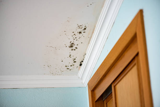 Best Mold Testing  in Evansdale, IA