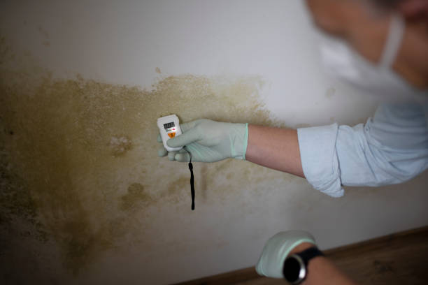 Best Professional Mold Removal  in Evansdale, IA
