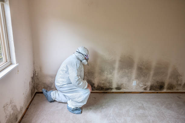 Best Best Mold Removal Companies  in Evansdale, IA