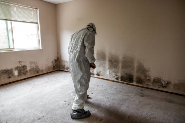 Best Commercial Mold Removal  in Evansdale, IA