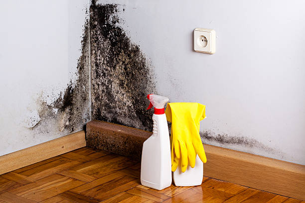 Best Mold Damage Repair  in Evansdale, IA
