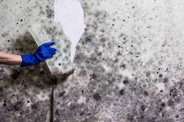 Best Residential Mold Removal  in Evansdale, IA